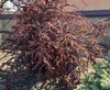 Барбарис Тунберга Atropurpurea