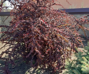 Барбарис Тунберга Atropurpurea