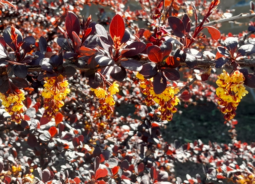 Барбарис Тунберга Atropurpurea
