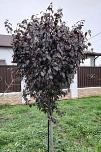 Слива краснолистная Писсарди