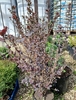 Барбарис Тунберга Atropurpurea