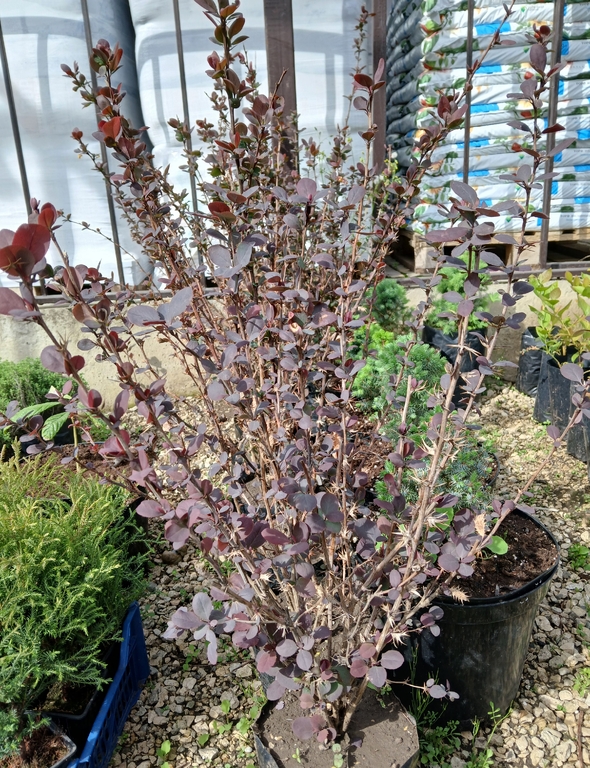 Барбарис Тунберга Atropurpurea