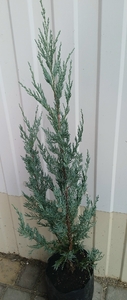 Можжевельник скальный «Мунглоу»