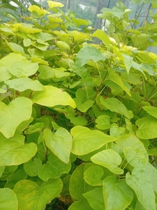 Катальпа